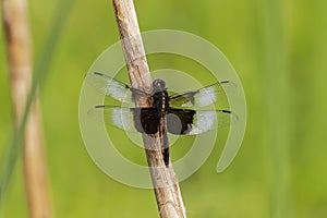 Widow Skimmer Libellula luctuosa