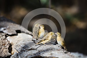 Widowbirds looking for food