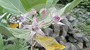 Widuri flower