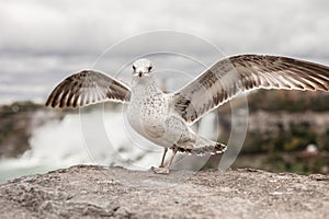 Gaviota de cerca sobre el de 