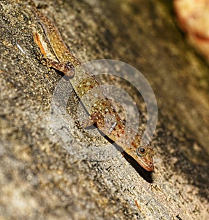 Wiegmann\'s striped gecko or Gonatodes vittatus