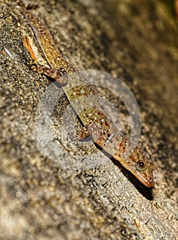Wiegmann striped gecko or Gonatodes vittatus