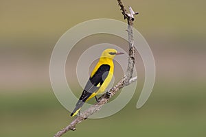 Wielewaal, Golden Oriole, Oriolus oriolus