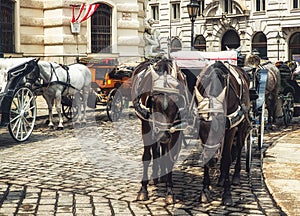 Wien Fiaker,Horse drawn carriage photo