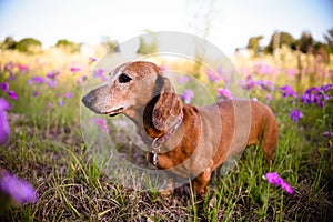 Wiener dog in a patch of purple flowers