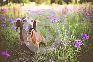 Wiener dog in a patch of purple flowers