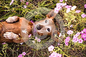 Wiener dog in a patch of purple flowers