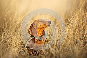 Wiener dog portrait