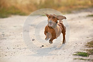 Wiener dog run