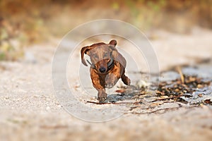 Wiener dog run