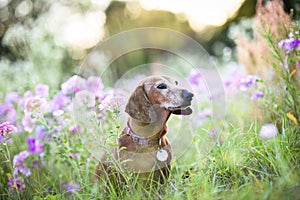 Wiener dog sitting in a patch of purple flowers