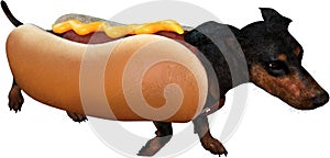 Wiener Hot Dog Dachshund Isolated, Funny