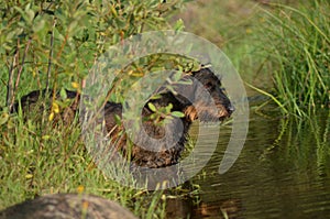 Wienerdog by water