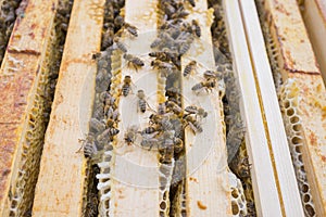 Wiev inside top bar hive