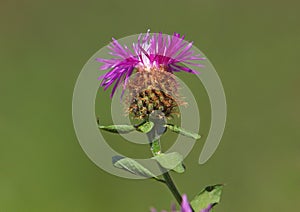 Una parrucca viola fiore,. 