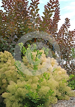 Wig-like feathery plumes of Cotinus coggygria