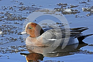 A Wigeon Drake (Anas penelope)