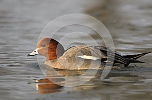 Wigeon, Eurasian Wigeon, Anas penelope