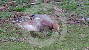 The wigeons or widgeons are a group of birds, dabbling ducks currently classified in the genus Mareca