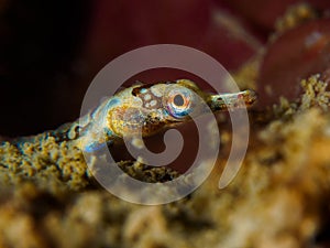 Banded pipefish - Corythoichthys amplexus photo