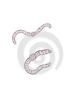 2 wiggly pink worms earthworms nightcrawler photo