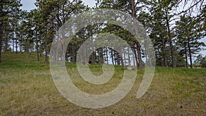 Wiildlife in the Forest