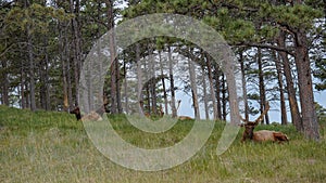 Wiildlife in the Forest