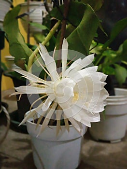 Wijaya Kusuma flower is blooming