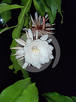 Wijaya Kusuma Flower Blossom in the midnite