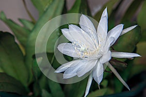 Wijaya kusuma flower, Epiphyllum anguliger, crenate orchid cactus, Night Jasmine Epiphyllum.