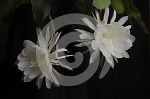 wijaya kusuma flower or Epiphyllum anguliger which is blooming at night