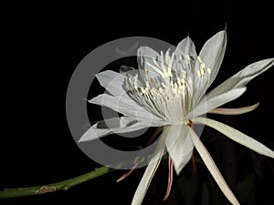 The wijaya kusuma flower is nicknamed the queen of the night