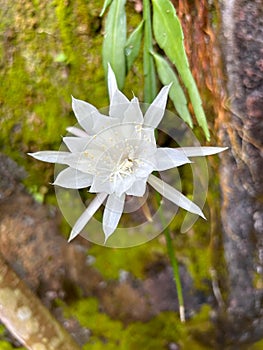 wijaya kusuma flower or wiku flower (epiphyllum oxypetalum) which is blooming in a terrace garden with green leaves