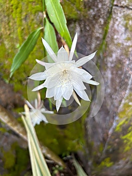 wijaya kusuma flower or wiku flower (epiphyllum oxypetalum) which is blooming in a terrace garden with green leaves