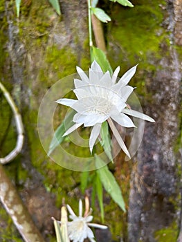 wijaya kusuma flower or wiku flower (epiphyllum oxypetalum) which is blooming in a terrace garden with green leaves