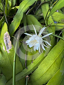 wijaya kusuma flower or wiku flower (epiphyllum oxypetalum) which is blooming in a terrace garden with green leaves