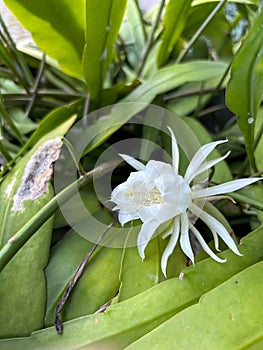 wijaya kusuma flower or wiku flower (epiphyllum oxypetalum) which is blooming in a terrace garden with green leaves