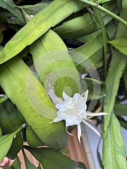 wijaya kusuma flower or wiku flower (epiphyllum oxypetalum) which is blooming in a terrace garden with green leaves