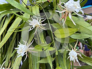 wijaya kusuma flower or wiku flower (epiphyllum oxypetalum) which is blooming in a terrace garden with green leaves