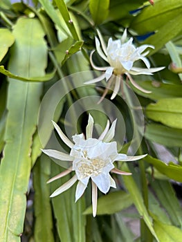 wijaya kusuma flower or wiku flower (epiphyllum oxypetalum) which is blooming in a terrace garden with green leaves