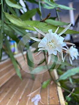 wijaya kusuma flower or wiku flower (epiphyllum oxypetalum) which is blooming in a terrace garden with green leaves