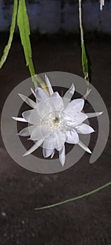 Wijaya Kusuma Flowers