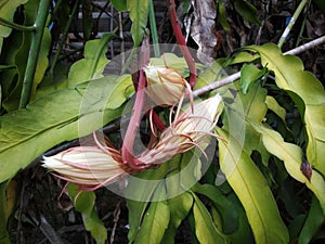 Wijaya Kusumu Flower, believed to have a mystical aura