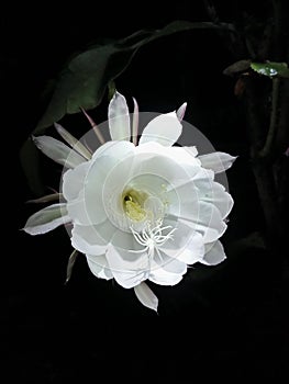 Wijayakusuma flower (Epiphyllum oxypetalum)