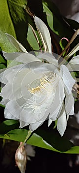 Wijayakusuma flower