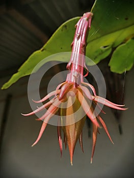 Wijayakusuma frower ready to bloom, at my garden