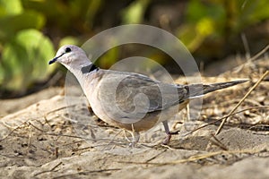 Wijntortel, Vinaceous Dove, Streptopelia vinacea