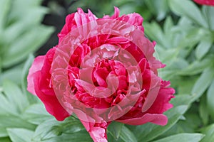 Wiking Valor red bomb  flower peony lactiflora in summer garden, close-up