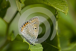 Wikkeblauwtje, Amanda's Blue, Polyommatus amandus