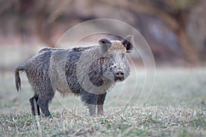 Wil boar walking in forest